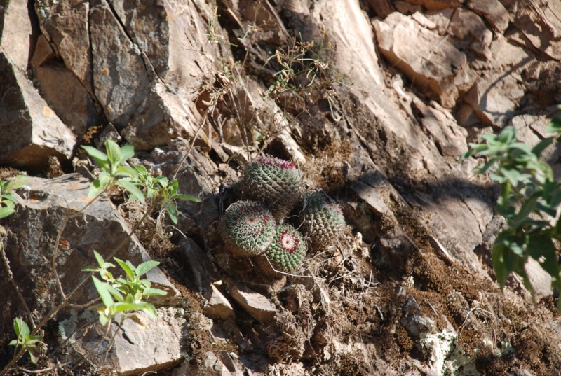 Mammillaria chaletii - a new species from north-western Durango 40810