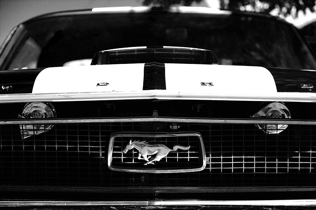 Mustang... Mustan11