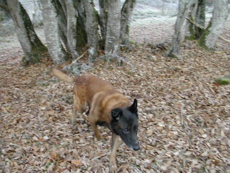 Malinois 8 ans trs maigre  Roubaix Warrio10