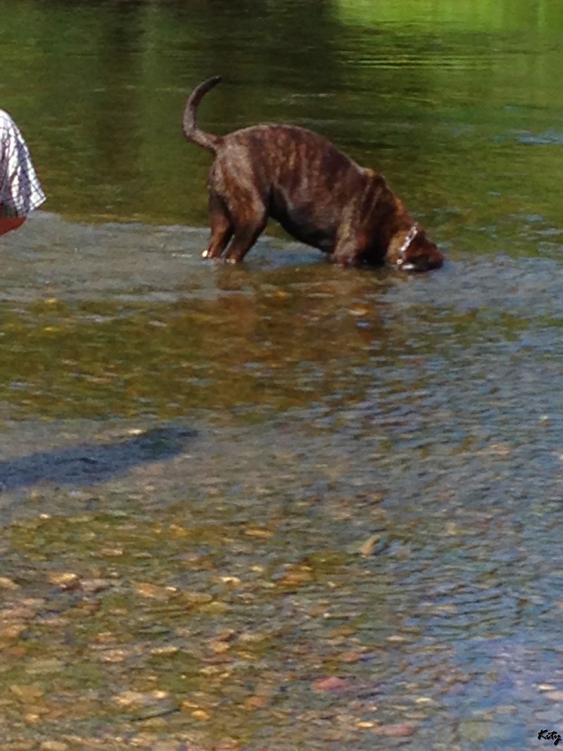 Kenzo : cane corso - refuge de Velaine - Page 2 Img_0311