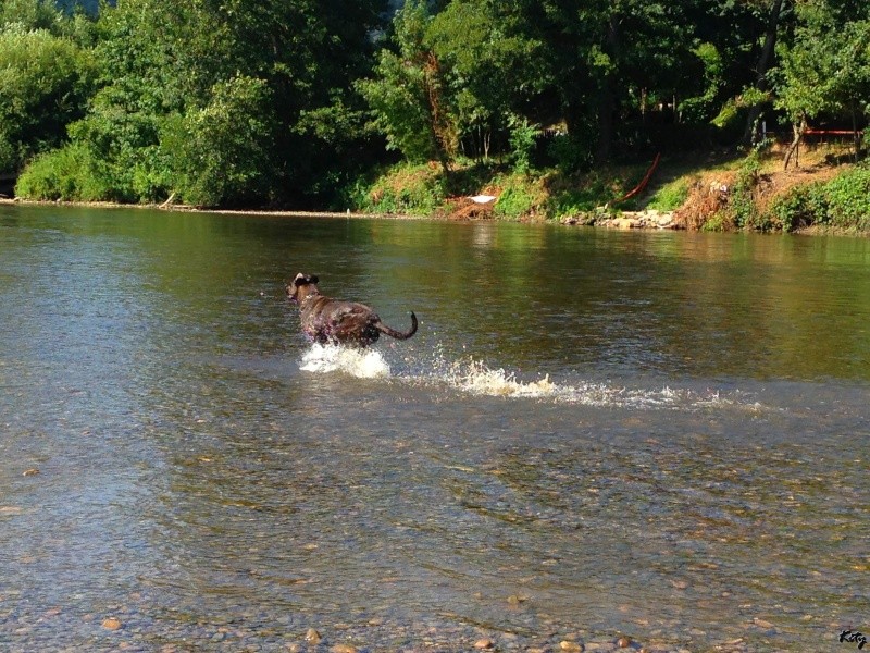 Kenzo : cane corso - refuge de Velaine - Page 2 Img_0312