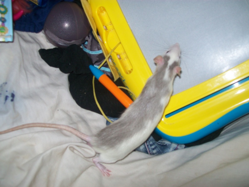 Des nouvelles de mes rats! Keagan11