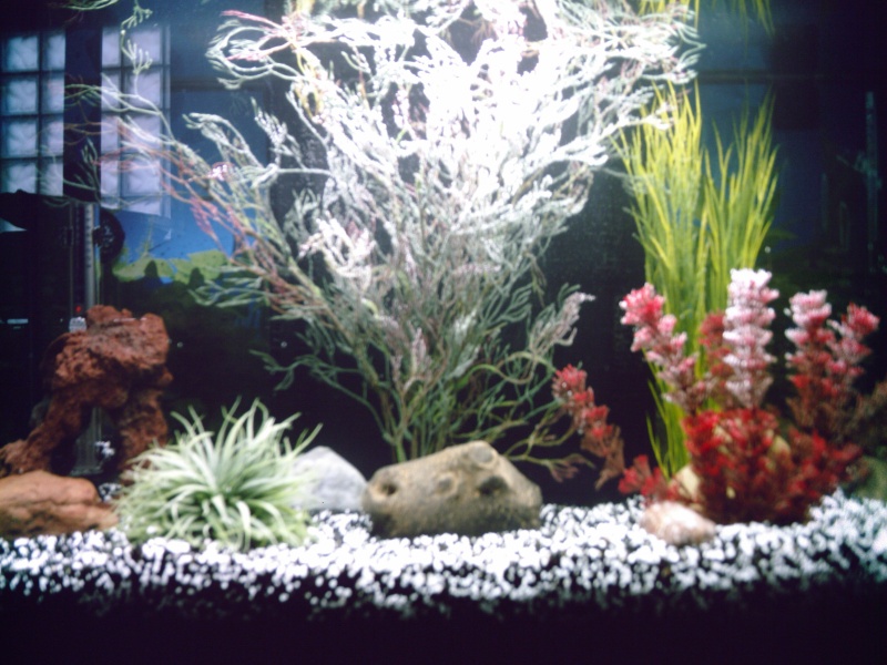 Mon aquarium Photo_17
