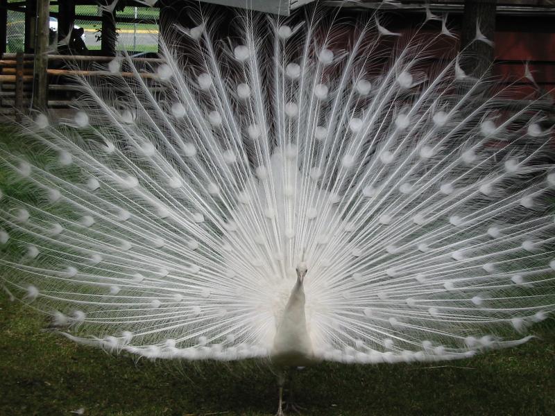 Peacocks Image014