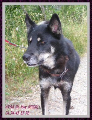 INUIT Xhusky 8 ans REF (83) - Page 2 77020210
