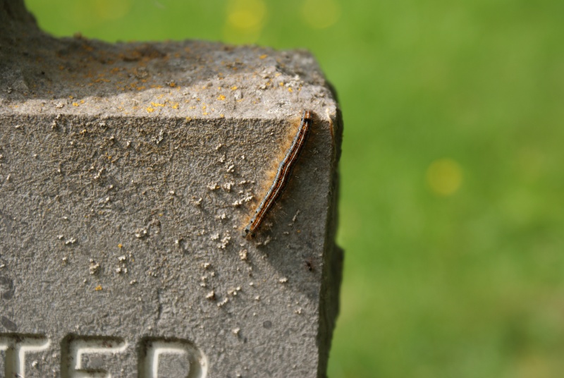 Cimetière Allemande de Sandweiler ( Luxembourg ) Luxemb18