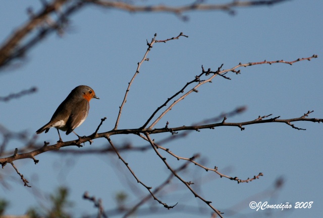 Pisco-de-peito-ruivo   -   Erithacus rubecula Img_4111