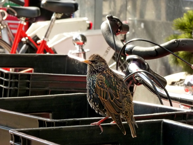 oiseaux à Amsterdam  1710