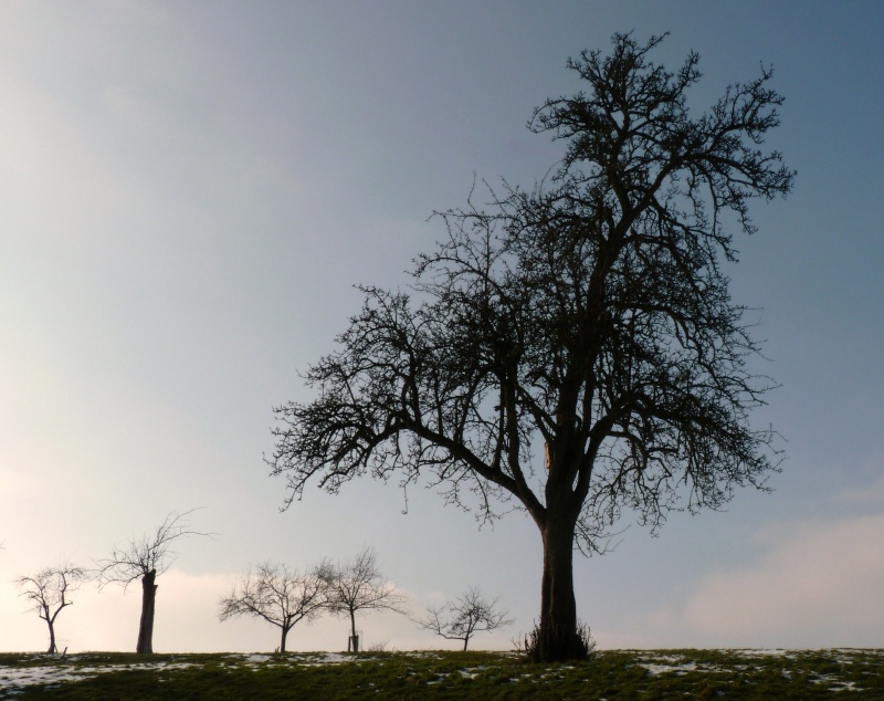 photos lumix du 02/03/2013 Arbre11