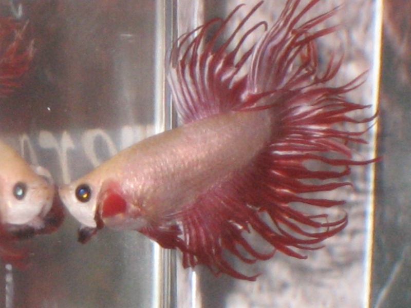 Exposition poissons : betta show 12_mar16