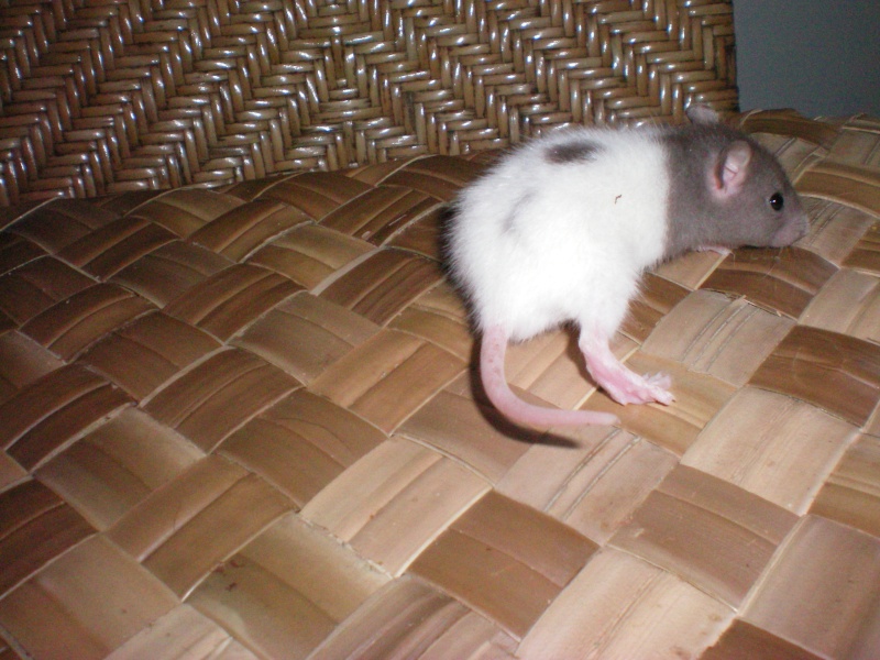 [27] Don de 2 ratons Male_a10