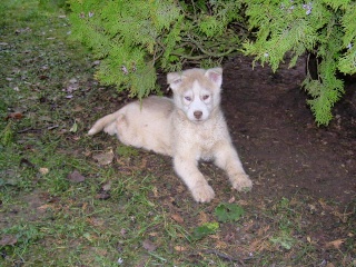 ça c'est mon husky Bob_310