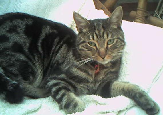 Chat perdu CAGNY Boulke11