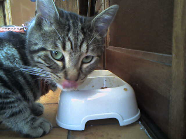 Chat perdu CAGNY Photo-10