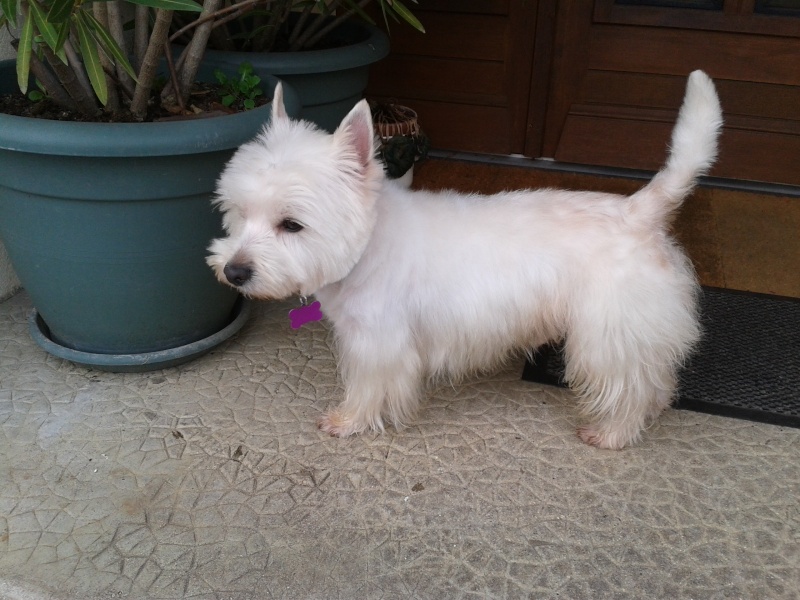 DOMI westie mâle de 4 ans - RESERVE - - Page 3 2013-021