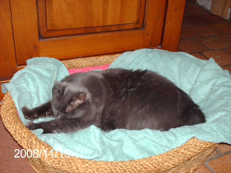 Les chats avec lesquels j'ai vécu dans mes différentes maisons. Pict0210