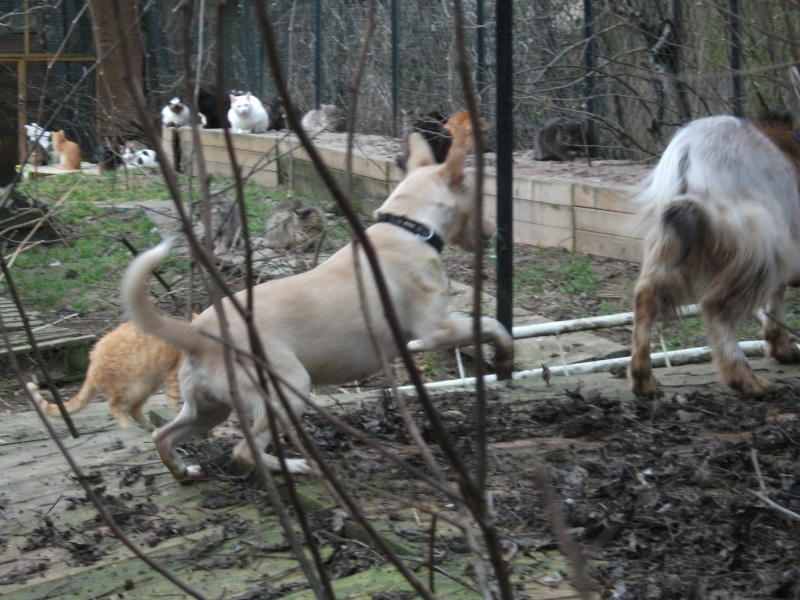 URGENT ECLIPSE  la chienne 1 an 1/2 et FLEUR la chatonne de 3 ou 4 mois SDF cherchent ensembles associations, familles d'accueil ou adoptants (85 Mouchamps)  Aclips14