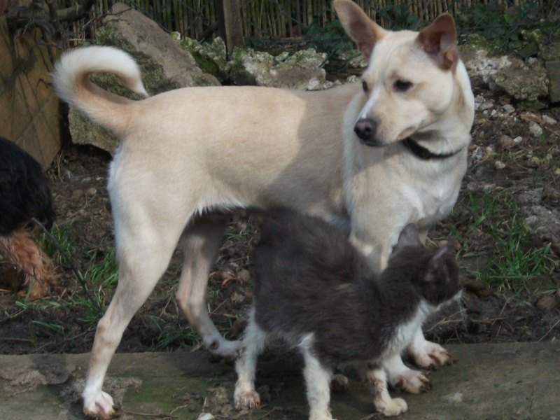 URGENT ECLIPSE  la chienne 1 an 1/2 et FLEUR la chatonne de 3 ou 4 mois SDF cherchent ensembles associations, familles d'accueil ou adoptants (85 Mouchamps)  Aclips19