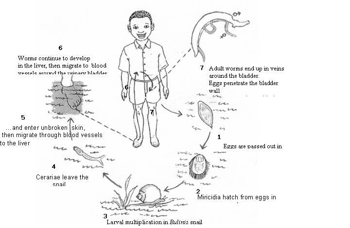 The life cycle of S.haematobium Untitl10