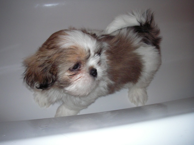 When can my pup have a bath?? Sany0017