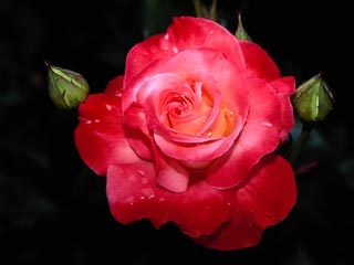 الورد نبات جميل ذا مفعول قوي تأثيره على النساء قبل الرجال 2579_110