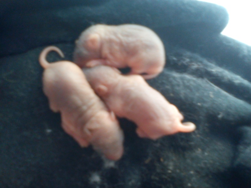 URGENT bébé rats Dsc00311