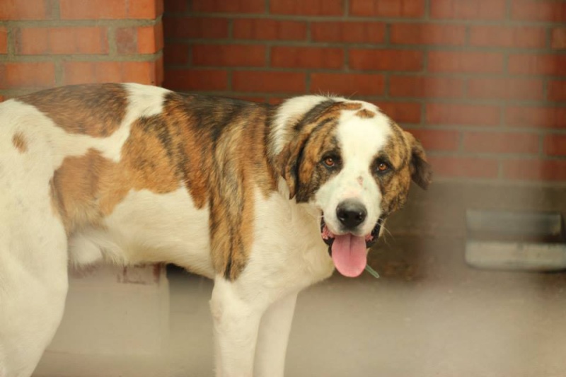 [résolu]2 st Bernard x mâtins espagnols en fourrière espagnole à Valladolid St_ber13