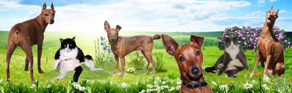 NINA pinscher nain 12 ans souffre d'eventration ADOPTEE - Page 3 Captur16