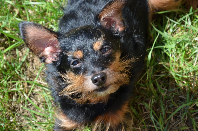 [ADOPTE] Moustic, petit croisé york 2ans (13) Dsc_0017