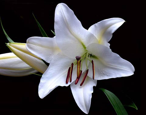 Những loài hoa thích hợp với cung hoàng đạo Lily10