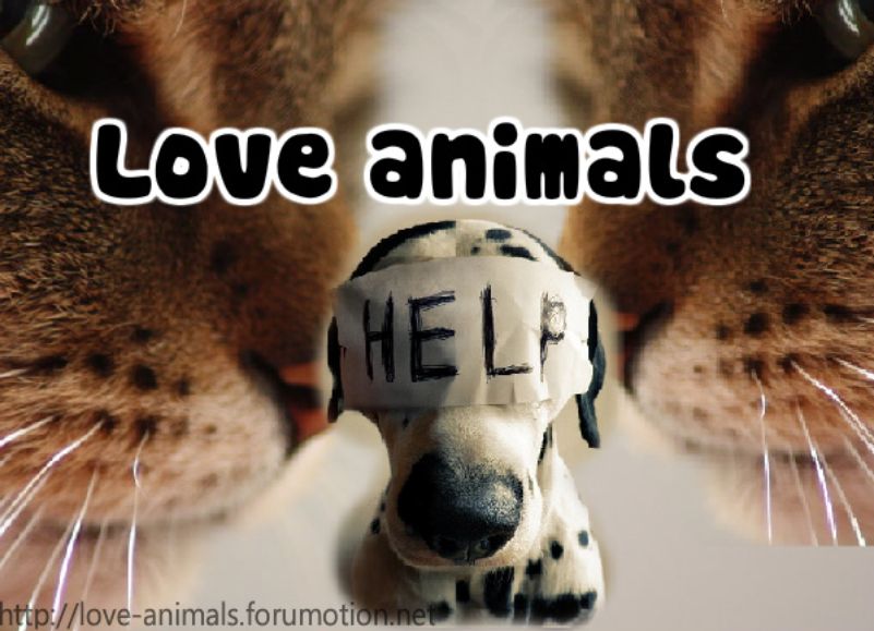 Love animals