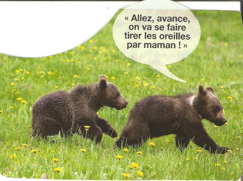 L'ours fait de l'humour Humour27