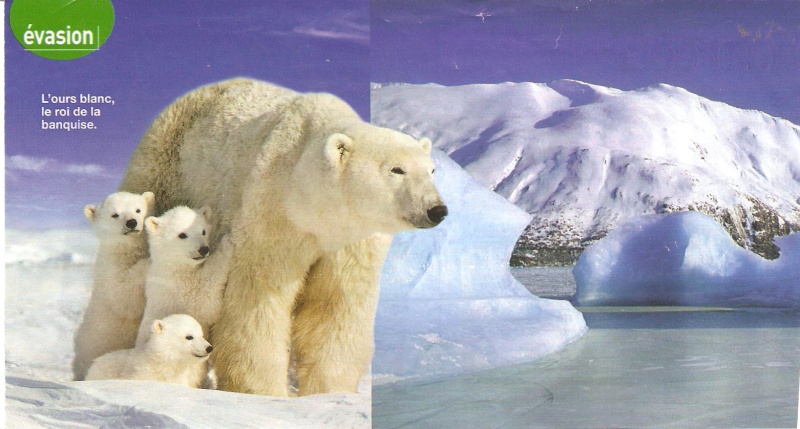 Ursus maritimus : l’ours polaire Image_11