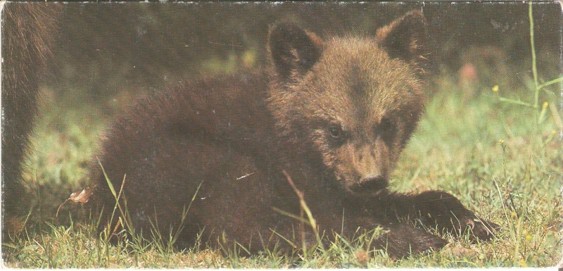 ·	Ursus arctos arctos : l’ours brun Image_12