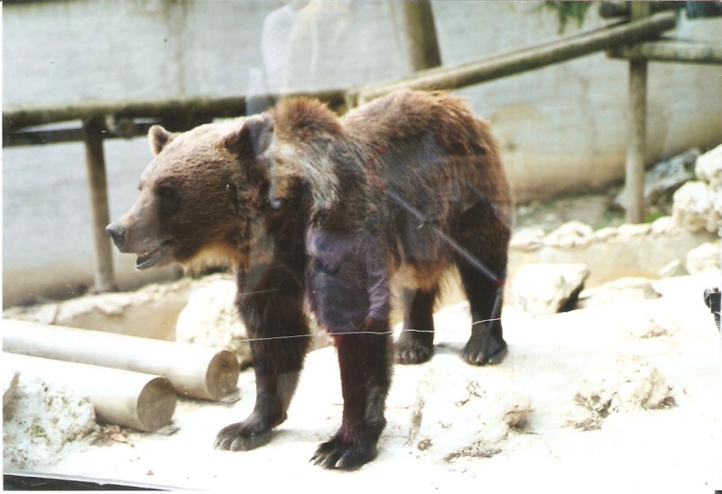 observer l'OURS Zoo_be10