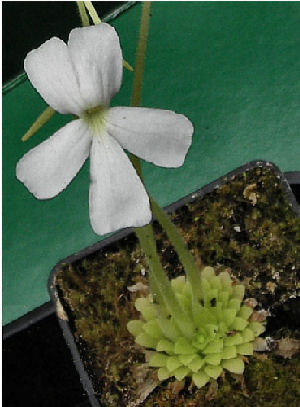 Pinguicula moranensis fleur blanche P_mora10
