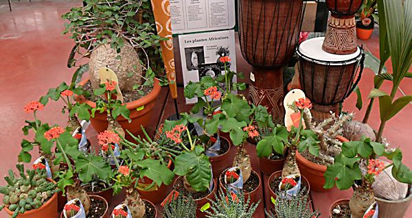 Jardinerie Gamm vert Pontarlier (FR) - Entretien et soin des plantes à caudex Pontar17