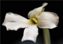 Pinguicula moranensis fleur blanche P_mora13
