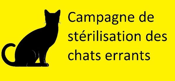 CAMPAGNE DE STERILISATION des chats errants 33544310