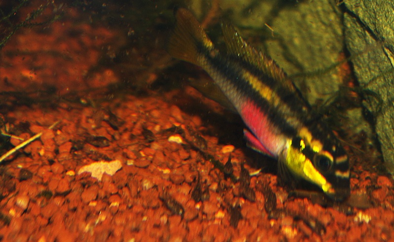 Pelvicachromis taeniatus "Wouri" _igp3210