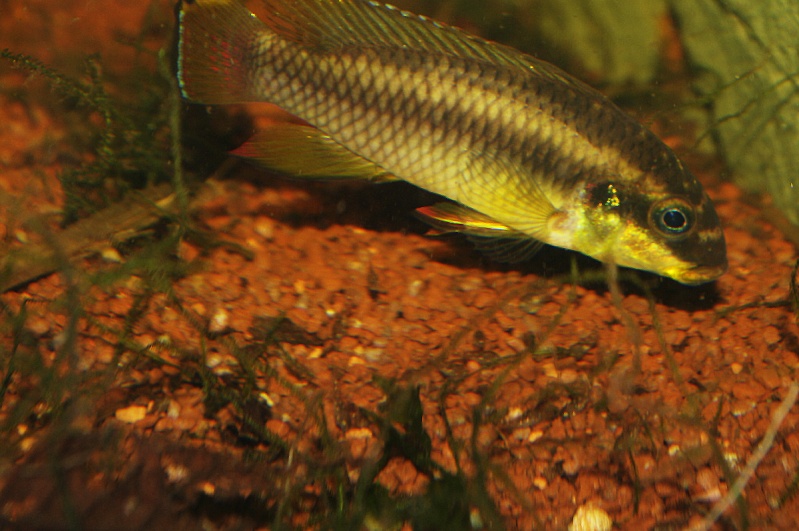 Pelvicachromis taeniatus "Wouri" _igp3211