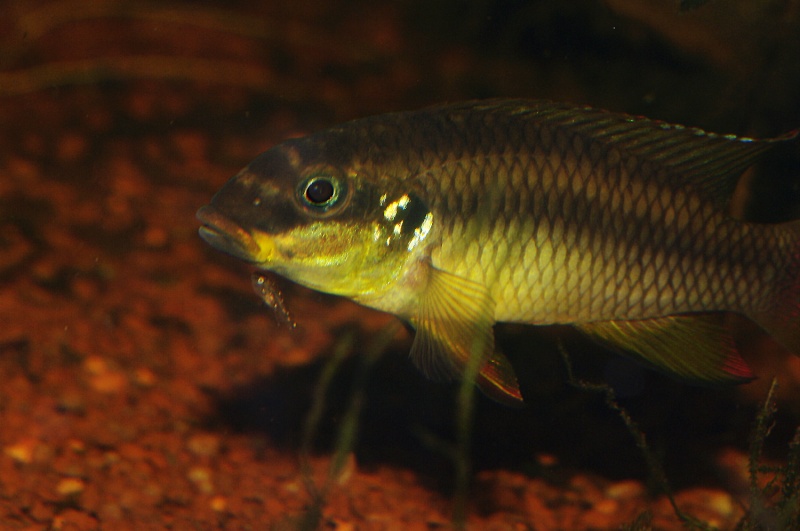 Pelvicachromis taeniatus "Wouri" Wouri11