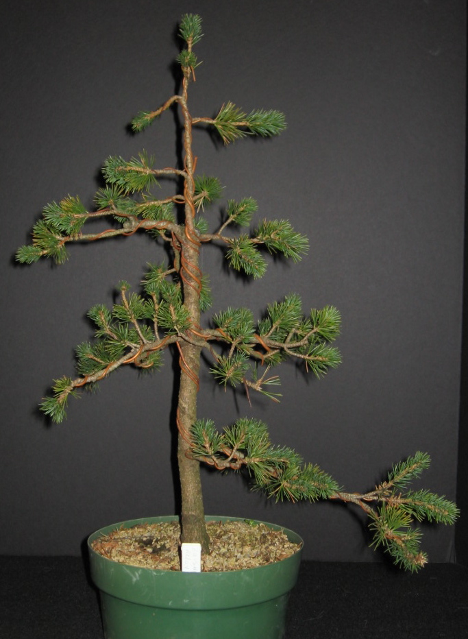 Pinus parviflora 'Zuisho' Zuisho10