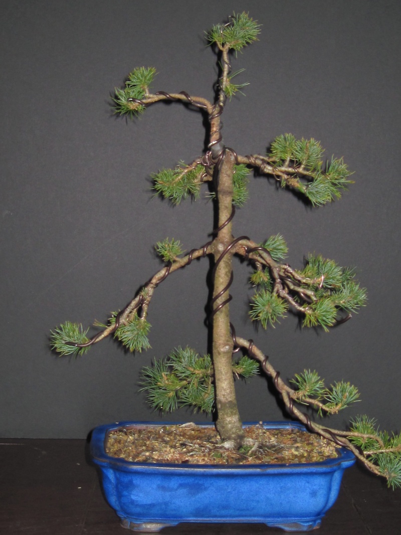 Pinus parviflora 'Zuisho' Zuisho11