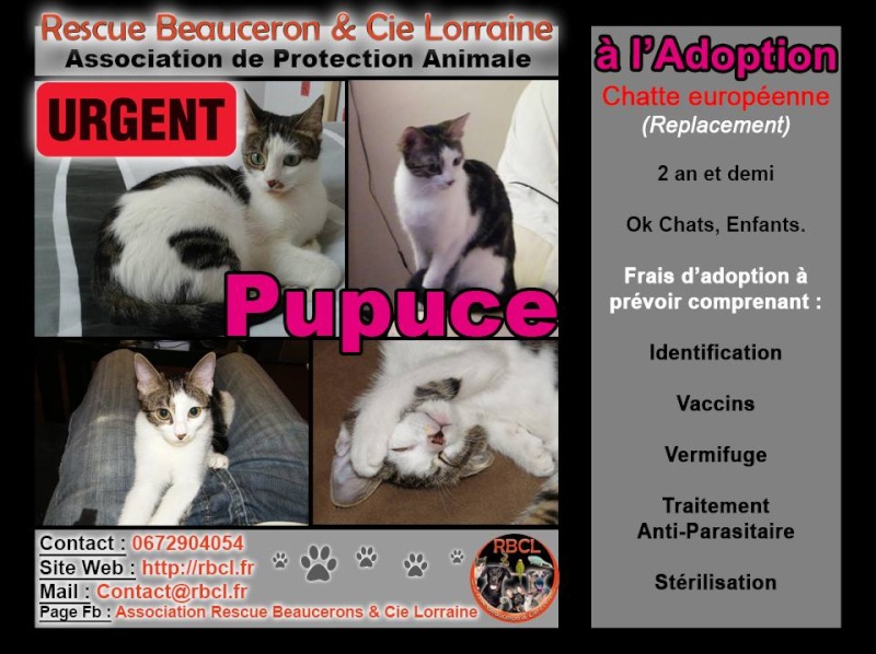 Pupuce la belle malchanceuse...  11737810