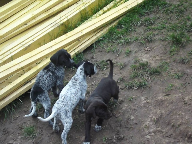 Roxy et ses bébés 52172410