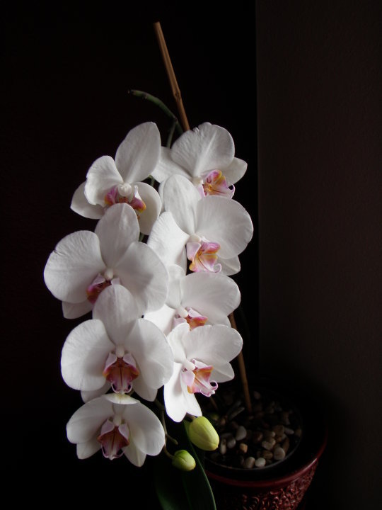 Orchids/ Tropicals 29519_10