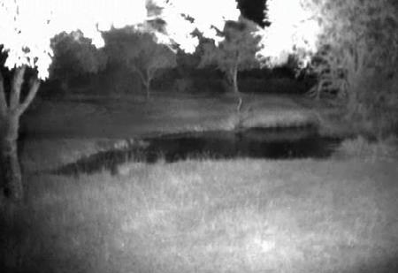 Post your Africam Pics - Page 9 Mwsnap10
