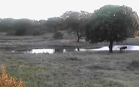 Post your Africam Pics - Page 10 Mwsnap14