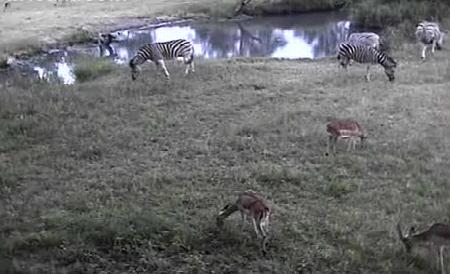 Post your Africam Pics - Page 11 Mwsnap19
